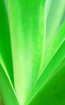 Green leaf background abstract of nature