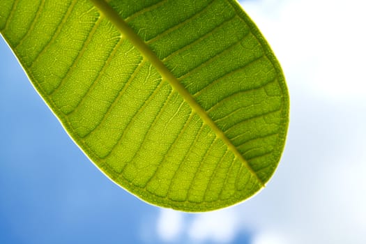 a part of green leaf with clear blue sky