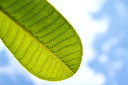 a part of green leaf with clear blue sky