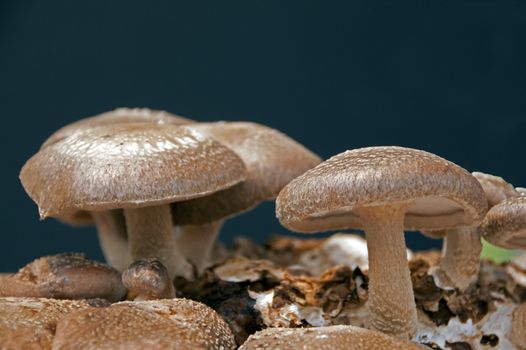 brown eatable fungus mushroom lentinula