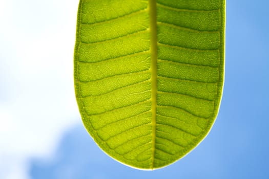 a part of green leaf with clear blue sky