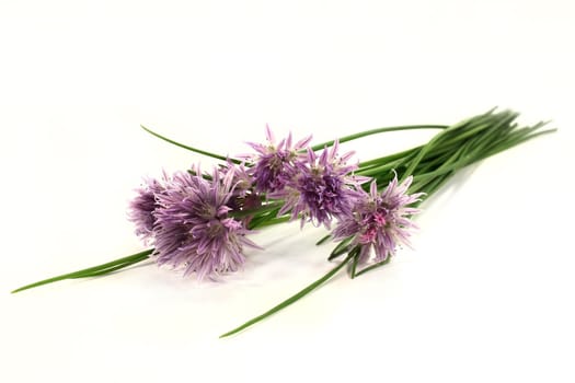 a bunch of chives with blossoms on a light background