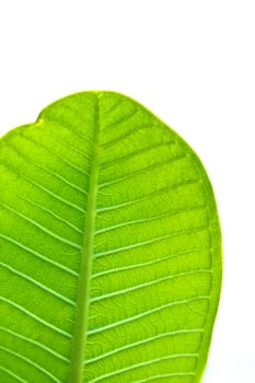 a part of green leaf with clear blue sky