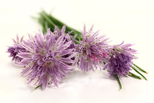 a bunch of chives with blossoms on a light background
