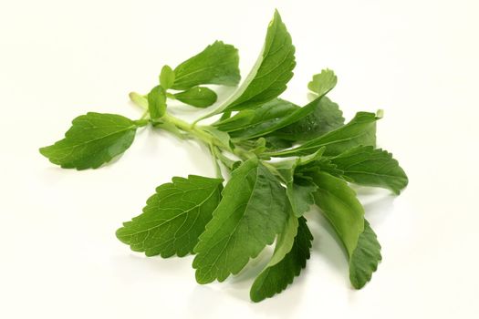 a stem Stevia on a light background