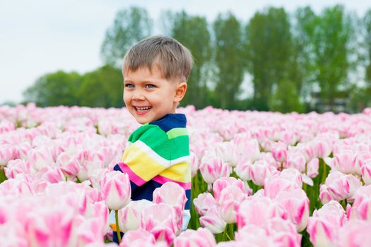 Cute Boy between of the purple tulips field
