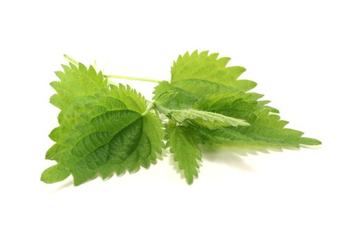 fresh green nettle on a bright background