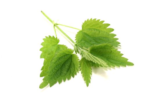 green nettle leaves on a bright background