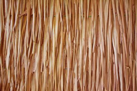 palm tree leaves as background