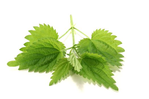 fresh nettle leaves on a bright background