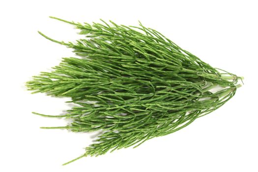 fresh natural green horsetail on a light background