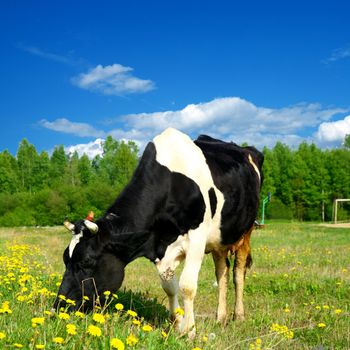 cow on green dandelion field under blue sky