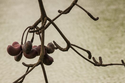 Brown reddish flower bud against vanilla skies.