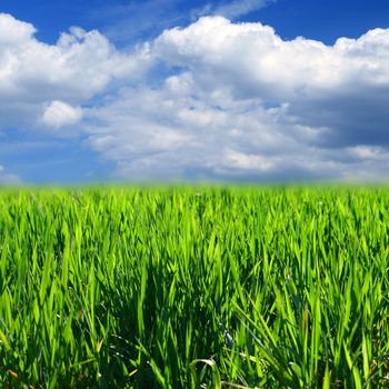 green grass field nature background