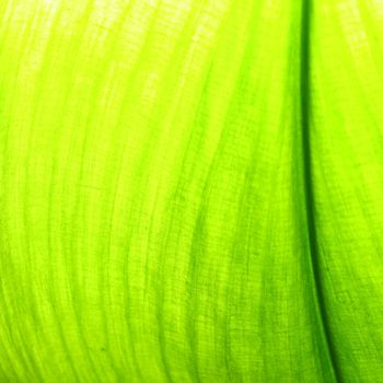 green leaf macro close up