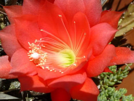 closeup of a new cactus flower
