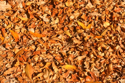 Thick yellow rug of autumn leaves 
