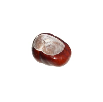Single chestnut on white background 