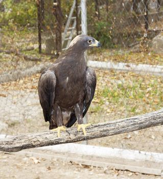 shouting golden eagle sitting on a pole 