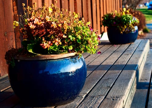 flowers in a pot with a street doorway close up