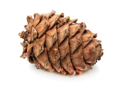 pine nuts on a white background