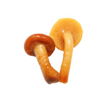 mushrooms on a white background