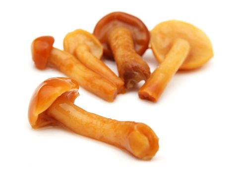 mushrooms on a white background