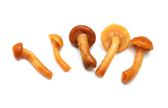 mushrooms on a white background