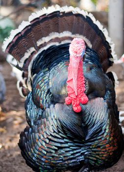 Large male turkey in nature 