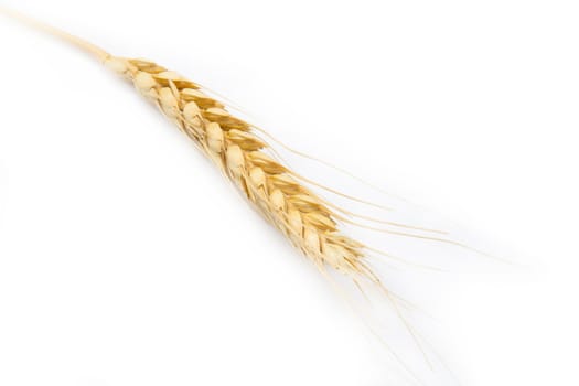 ear of wheat on a white background