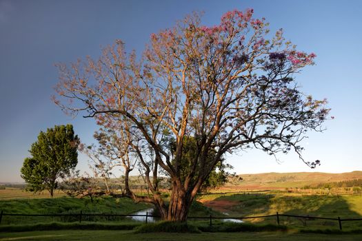 Scenic view of a big and beautiful tree on an amazing green landscape.