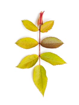 autumn leaf on white background