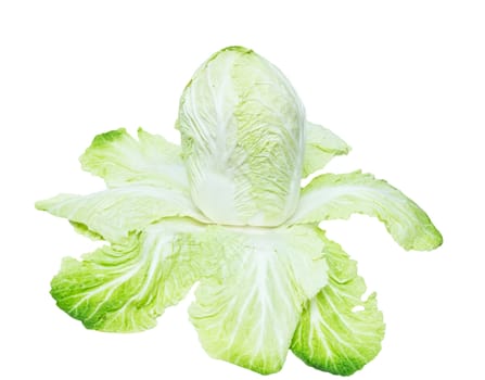 Chinese cabbage on white background 