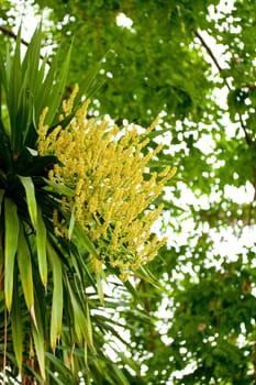 palm in forest