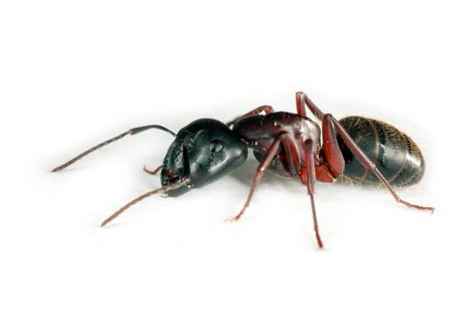 Carpenter Ant isolated on white background