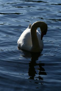 beautiful white swan in water