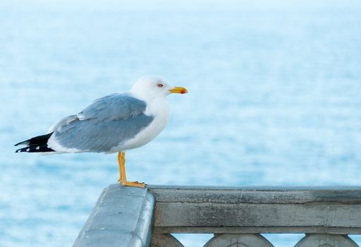 Common sea gull with blue sea on background