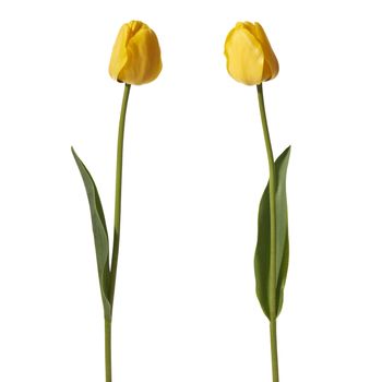 Studio shot of tulips isolated on white background.