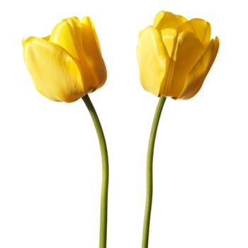 Studio shot of tulips isolated on white background.