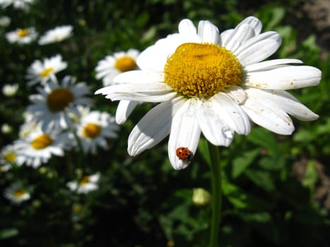 a little ladybird on the white chamomile