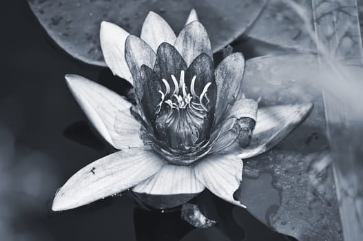 Blue tone picture of a water lily.