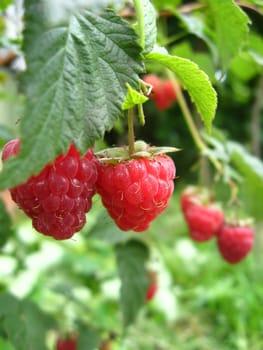 the bunch of red ripe and tasty raspberry