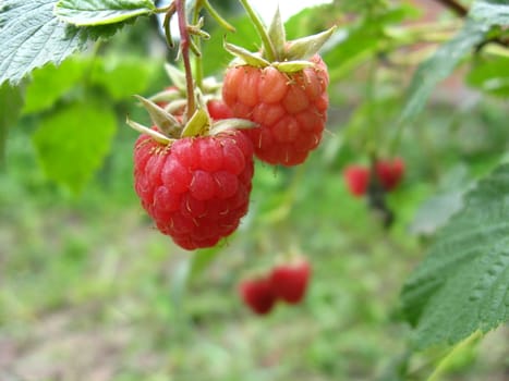 the bunch of red ripe and tasty raspberry