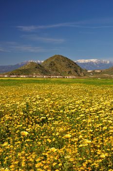 Wildflowers grow in a field near the town of Hemet, California.