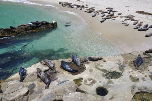 A large group of harbor seals rest on Children's Pool Beach in La Jolla, California near San Diego.