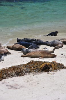Harbor seals rest on Children's Pool Beach in La Jolla, California near San Diego.