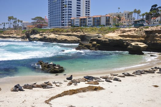 Harbor seals sun themselves on Children's Pool Beach in La Jolla, California.