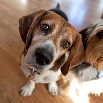 Cute beagle dog sitting down next to another dog and looking at the viewer.  Shallow depth of field.