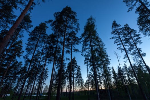 Sky in Pine Forest. Looking up in Pine Forest with wide angle lens.