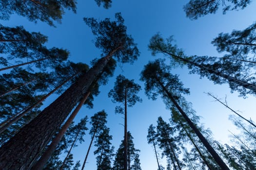 Sky in Pine Forest. Looking up in Pine Forest with wide angle lens.